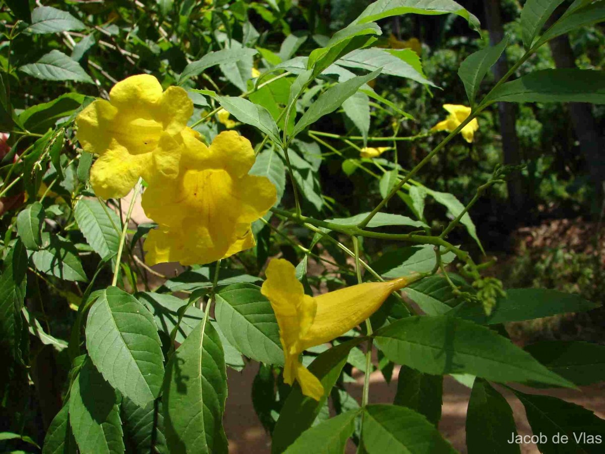 Tecoma stans var. stans